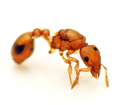 Colobostruma biconvexa