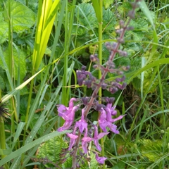 Equilabium petiolare