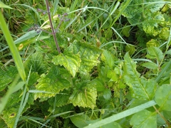 Equilabium petiolare