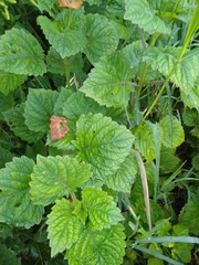 Equilabium petiolare