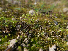 Funaria hygrometrica