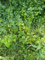 Equilabium petiolare