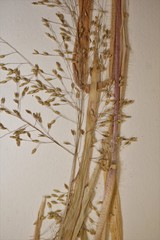 Panicum gattingeri