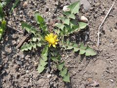 Taraxacum mongolicum