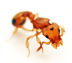 Colobostruma biconvexa