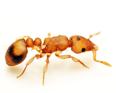 Colobostruma biconvexa