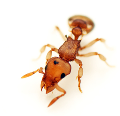 Colobostruma biconvexa