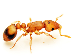 Colobostruma biconvexa