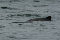 Cephalorhynchus eutropia