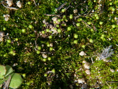 Funaria hygrometrica