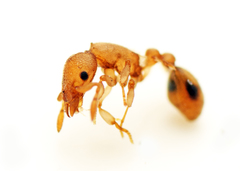 Colobostruma biconvexa