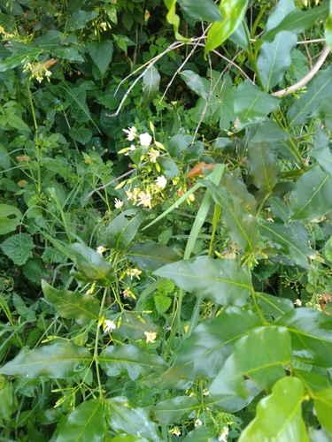 Image of Kraussia floribunda by (c) Rosemary Harrison, some rights reserved (CC BY-SA)