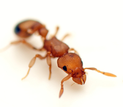 Colobostruma biconvexa