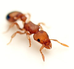 Colobostruma biconvexa