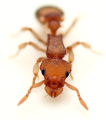 Colobostruma biconvexa