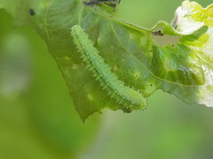 Periclista