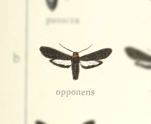 Pseudaclytia opponens