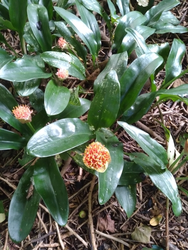 Image of Dwarf Paintbrush Lily (Scadoxus membranaceus) by (c) Rosemary Harrison, some rights reserved (CC BY-SA)