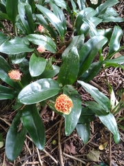 Scadoxus membranaceus