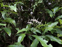 Tarenna gracilipes