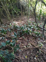 Scadoxus membranaceus