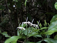 Tarenna gracilipes