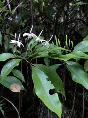 Tarenna gracilipes