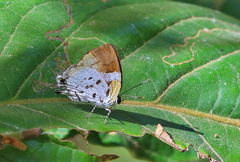 Araotes lapithis