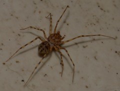 Scytodes