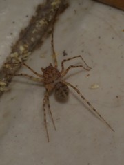 Scytodes
