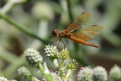 Perithemis icteroptera