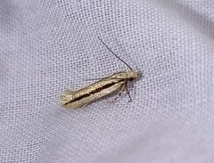 Kiwaia monophragma