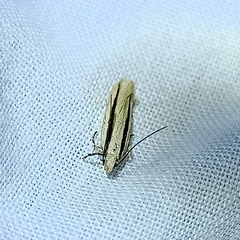 Kiwaia monophragma