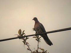 Streptopelia senegalensis senegalensis