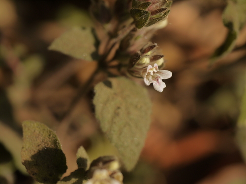 Lepidagathis fasciculata observed 2012-02-18