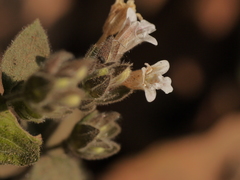 Lepidagathis fasciculata