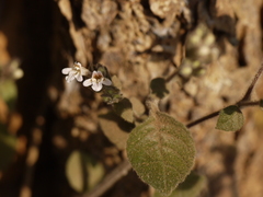 Lepidagathis fasciculata