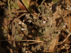 Lepidagathis fasciculata