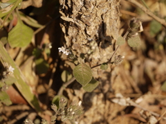 Lepidagathis fasciculata