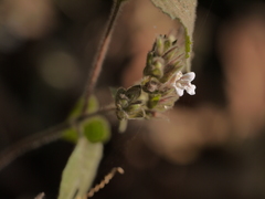Lepidagathis fasciculata