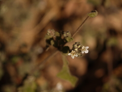 Lepidagathis fasciculata