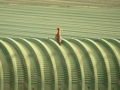 Upupa epops africana