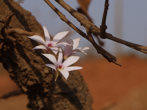 Dendrobium barbatulum Lindl.