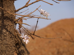 Dendrobium barbatulum