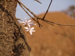 Dendrobium barbatulum
