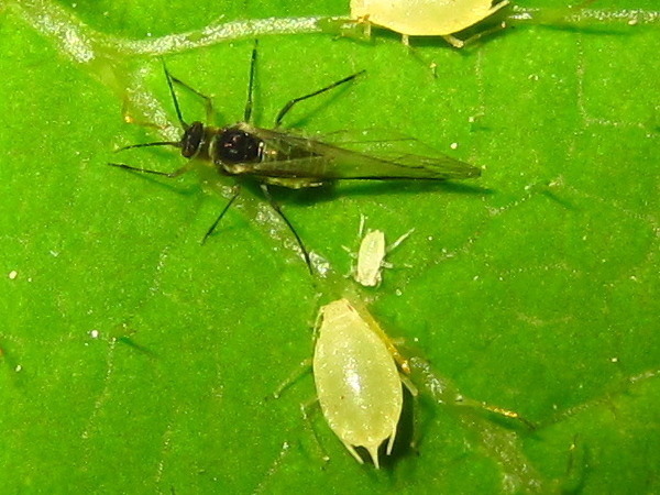 Chinese Angelica Aphid