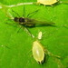 Chinese Angelica Aphid - Photo (c) onidiras-iNaturalist, some rights reserved (CC BY-NC), uploaded by onidiras-iNaturalist
