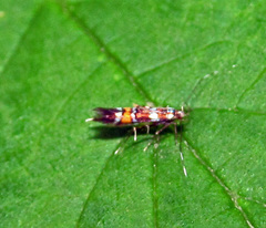 Cosmopterix zieglerella