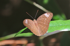 Euthalia aconthea