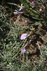 Astragalus corniculatus